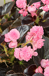 Birthday Bash Cotton Candy Begonia (Begonia 'Birthday Bash Cotton Candy') at Lakeshore Garden Centres