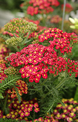 Skysail Fire Yarrow (Achillea millefolium 'Skysail Fire') at Lakeshore Garden Centres