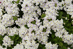 Empress Flair Delft Blue Star Verbena (Verbena 'Empress Flair Delft Blue Star') at Lakeshore Garden Centres