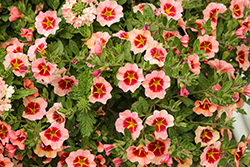 Tik Tok Orange Calibrachoa (Calibrachoa 'Tik Tok Orange') at Lakeshore Garden Centres