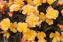 I'Conia Bacio Lemon Begonia (Begonia 'I'Conia Bacio Lemon') at Lakeshore Garden Centres