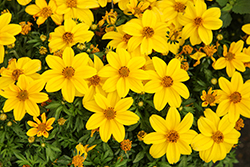 Bidy Boom Sunglow Bidens (Bidens 'Bidy Boom Sunglow') at Lakeshore Garden Centres