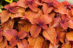 Wall Street Coleus (Solenostemon scutellarioides 'Wall Street') at Lakeshore Garden Centres