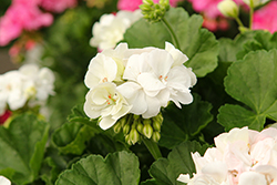 Big EZEE White Geranium (Pelargonium 'Big EZEE White') at Lakeshore Garden Centres