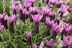La Diva Berry Beautiful Lavender (Lavandula stoechas 'La Diva Berry Beautiful') at Lakeshore Garden Centres