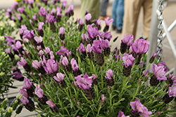 La Diva Papillon Purple Lavender (Lavandula stoechas 'La Diva Papillon Purple') at Lakeshore Garden Centres