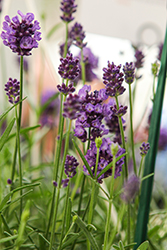 La Diva Eternal Elegance Lavender (Lavandula angustifolia 'La Diva Eternal Elegance') at Lakeshore Garden Centres
