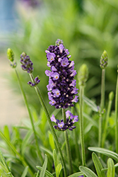 La Diva Eternal Grace Lavender (Lavandula angustifolia 'La Diva Eternal Grace') at Lakeshore Garden Centres