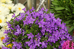 Ultra Violet Dalmatian Bellflower (Campanula portenschlagiana 'Ultra Violet') at Lakeshore Garden Centres