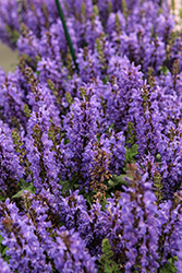 Noble Knight Sage (Salvia nemorosa 'Noble Knight') at Peter Knippel Garden Centre