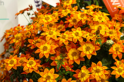 Bidy Boom Wildfire Bidens (Bidens 'Bidy Boom Wildfire') at Lakeshore Garden Centres