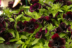 Potunia Black Satin Petunia (Petunia 'Potunia Black Satin') at Lakeshore Garden Centres