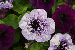 Surprise Sparkle Blue Vein Petunia (Petunia 'Surprise Sparkle Blue Vein') at Lakeshore Garden Centres