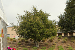 Birchleaf Mountain Mahogany (Cercocarpus betuloides) at Lakeshore Garden Centres