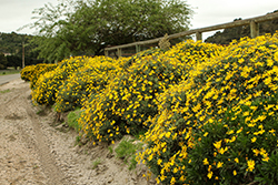 Sonnenschein African Bush Daisy (Euryops chrysanthemoides 'Sonnenschein') at Lakeshore Garden Centres