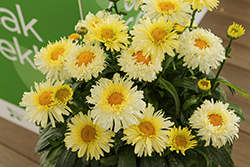 Realflor Real Charmer Shasta Daisy (Leucanthemum x superbum 'Real Charmer') at Lakeshore Garden Centres