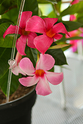 Sundenia Suprema Vivid Pink Mandevilla (Mandevilla 'Sundenia Suprema Vivid Pink') at Lakeshore Garden Centres