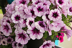 Surfinia Heavenly Amethyst Burst Petunia (Petunia 'Surfinia Heavenly Amethyst Burst') at Lakeshore Garden Centres