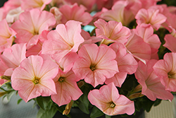 Surfinia Heavenly Cashmere Pink Petunia (Petunia 'Surfinia Heavenly Cashmere Pink') at Lakeshore Garden Centres