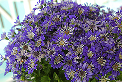 Senetti Blue Spoon Pericallis (Pericallis 'Senetti Blue Spoon') at Lakeshore Garden Centres