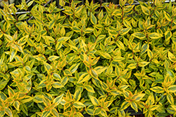 Suntastic Peach Abelia (Abelia x grandiflora 'Rhabpe22') at Lakeshore Garden Centres