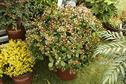 Clean Sweep Snowbank Indian Hawthorn (Rhaphiolepis 'DB-01') at Lakeshore Garden Centres