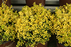 Touch of Gold Japanese Holly (Ilex crenata 'Adorned') at Lakeshore Garden Centres