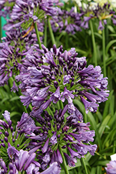 Ever Amethyst Agapanthus (Agapanthus 'MP003') at Lakeshore Garden Centres
