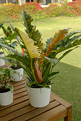 Ring of Fire Philodendron (Philodendron 'Ring of Fire') at Golden Acre Home & Garden