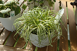 Moon Falls Sedge (Carex 'ET CRX 904') at Lakeshore Garden Centres