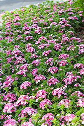 Dart Pink Magician Sweet William (Dianthus barbatus 'PAS1514679') at Lakeshore Garden Centres