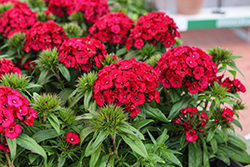 Dart Raspberry Sweet William (Dianthus barbatus 'PAS1514675') at Lakeshore Garden Centres