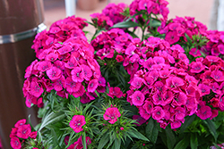 Dart Purple Sweet William (Dianthus barbatus 'PAS1514677') at Lakeshore Garden Centres