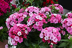 Dart Pink Magician Sweet William (Dianthus barbatus 'PAS1514679') at Lakeshore Garden Centres