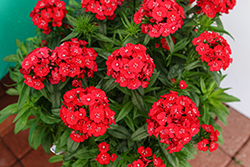 Dart Scarlet Sweet William (Dianthus barbatus 'PAS1514681') at Lakeshore Garden Centres
