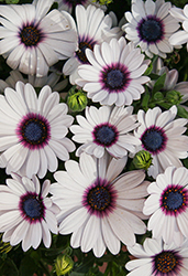 Akila White Purple Eye African Daisy (Osteospermum ecklonis 'Akila White Purple Eye') at Lakeshore Garden Centres