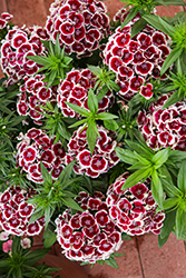 Dart Red White Picotee Sweet William (Dianthus barbatus 'PAS1514671') at Lakeshore Garden Centres