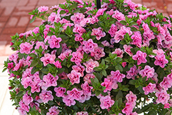 MiniFamous Uno Double Light Pink Calibrachoa (Calibrachoa 'KLECA14264') at Lakeshore Garden Centres