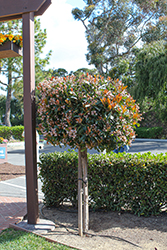 Majestic Beauty Indian Hawthorn (tree form) (Rhaphiolepis 'Montic') at Lakeshore Garden Centres