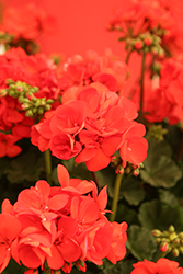 Solera Orange Geranium (Pelargonium 'TOSPL180043') at Lakeshore Garden Centres