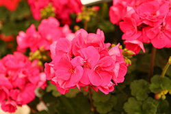 Solera Watermelon Geranium (Pelargonium 'TOSTE0190') at Lakeshore Garden Centres