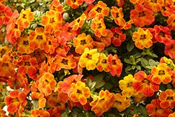 Cha-Cha Diva Orange Calibrachoa (Calibrachoa 'Balchadior') at Lakeshore Garden Centres