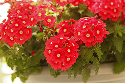 Lascar Red plus Eye Verbena (Verbena 'KLEVP24151') at Lakeshore Garden Centres