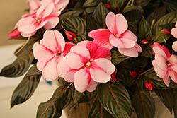 ColorPower Pink Flame New Guinea Impatiens (Impatiens hawkeri 'KLENI24216') at Lakeshore Garden Centres