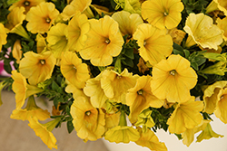 Crazytunia Yello Petunia (Petunia 'Crazytunia Yello') at Lakeshore Garden Centres