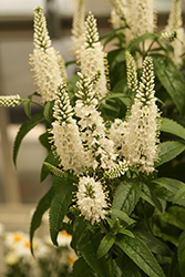 Vernique White Speedwell (Veronica longifolia 'Vernique White') at Lakeshore Garden Centres