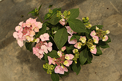 Game Changer Pink Hydrangea (Hydrangea macrophylla 'Game Changer Pink') at Lakeshore Garden Centres