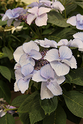 Game Changer Blue Hydrangea (Hydrangea macrophylla 'Game Changer Blue') at Lakeshore Garden Centres