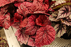 Shadow King Lava Red Begonia (Begonia 'Shadow King Lava Red') at Lakeshore Garden Centres