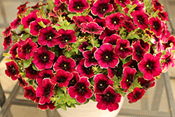 Crazytunia Blackberry Syrup Petunia (Petunia 'Crazytunia Blackberry Syrup') at Lakeshore Garden Centres